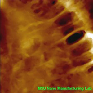 Visualization of the cell junction of human epithelial cells by AFM: High magnification image with a scan size of 7 x 7 mm2 showing the detailed structure of cell junctions. Image source: MSU Nano Manufacturing Lab