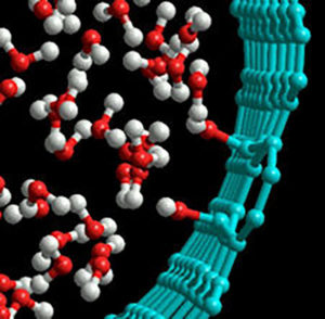 Model of water inside a carbon nanotube. Image Credit: Henry Ye, Drexel University