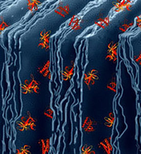 Model of mesoporous carbide derived carbon with proteins. Image Credit: Gleb Yushin, Drexel University